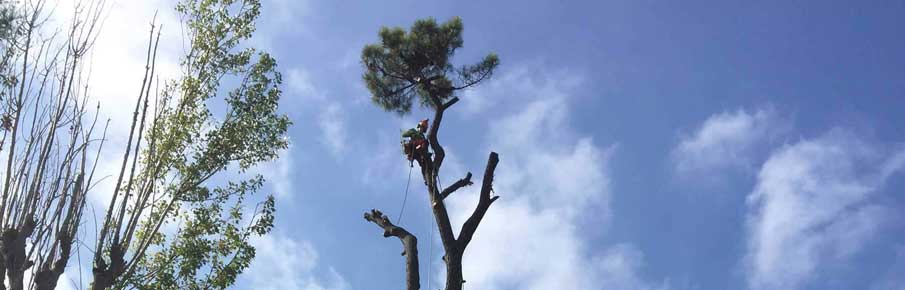 Un homme sur une nacelle coupant la branche d'un arbre avec une tronçonneuse